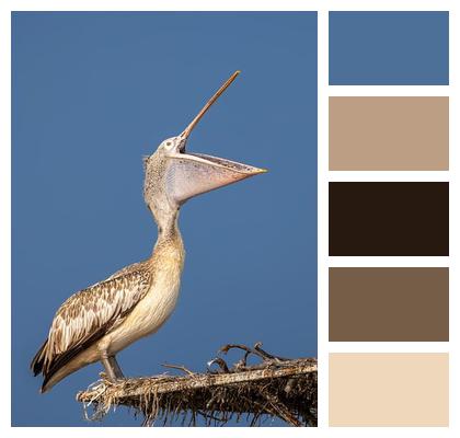 Bird Spot Billed Pelican Pelican Image